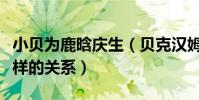 小貝為鹿晗慶生(貝克漢姆與鹿晗究竟有什么樣的關系)