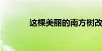 這棵美麗的南方樹改成反問句