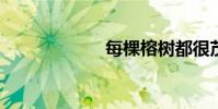 每棵榕樹都很茂盛