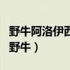 野牛阿洛伊西奧來中國（阿洛伊西奧為什么叫野牛）