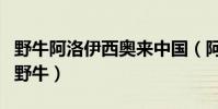 野牛阿洛伊西奧來中國(阿洛伊西奧為什么叫野牛)