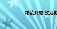 花苞開放 改為擬人句
