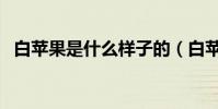 白蘋果是什么樣子的(白蘋果是什么來的)