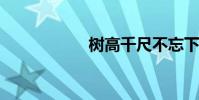 樹高千尺不忘下一句