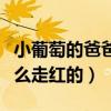 小葡萄的爸爸媽媽資料照片曝光（小葡萄是怎么走紅的）