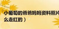 小葡萄的爸爸媽媽資料照片曝光(小葡萄是怎么走紅的)