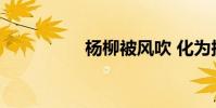 楊柳被風吹 化為擬人句