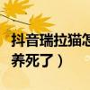 抖音瑞拉貓怎么了（微博柔柔要早睡快把它給養死了）
