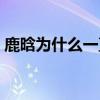 鹿晗為什么一直戴帽子（鹿晗為什么能摸框）