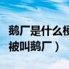 鵝廠是什么梗（娛樂圈鵝廠是哪家公司為什么被叫鵝廠）