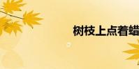 樹枝上點著蠟燭