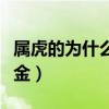 屬虎的為什么不能戴金（為什么有些人不能戴金）