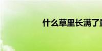 什么草里長滿了量詞?