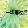 一場雨過后 草發芽了 變成了擬人的句子