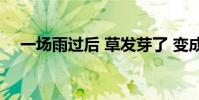 一場雨過后 草發芽了 變成了擬人的句子