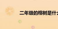 二年級的榕樹是什么樣的?
