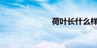 荷葉長什么樣?