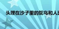 頭埋在沙子里的鴕鳥和人比起來算什么?