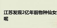 江蘇發現2億年前物種仙女蝦 仙女蝦長什么樣呢