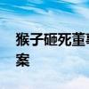 猴子砸死董事長 一只猴子居然也攤上了人命案