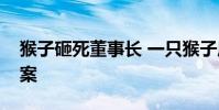 猴子砸死董事長 一只猴子居然也攤上了人命案