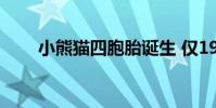 小熊貓四胞胎誕生 僅1996年出現過