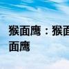 猴面鷹：猴面鷹長啥樣長翅膀的猴子原來是猴面鷹