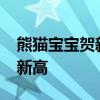 熊貓寶寶賀新春 20只大熊貓寶寶集體亮相創新高