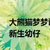 大熊貓夢夢誕下雙胞胎 德國首次迎來大熊貓新生幼仔
