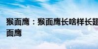 猴面鷹:猴面鷹長啥樣長翅膀的猴子原來是猴面鷹