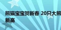 熊貓寶寶賀新春 20只大熊貓寶寶集體亮相創新高
