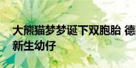 大熊貓夢夢誕下雙胞胎 德國首次迎來大熊貓新生幼仔