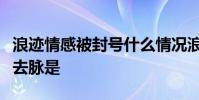 浪跡情感被封號什么情況浪跡情感被封號來龍去脈是