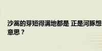 沙蒿的芽短得滿地都是 正是河豚想干的時候 這句話是什么意思?