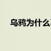 烏鴉為什么不強 烏鴉為什么上不了比賽 