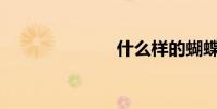 什么樣的蝴蝶?