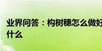 業界問答:構樹穗怎么做好吃構樹穗的做法是什么