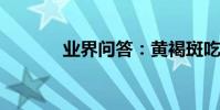 業界問答:黃褐斑吃什么中藥