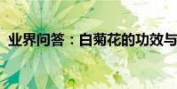 業界問答:白菊花的功效與作用及食用方法