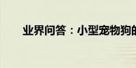業界問答:小型寵物狗的品種及圖片