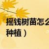 搖錢樹苗怎么種才能搖更多次（搖錢樹苗如何種植）