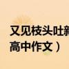 又見枝頭吐新芽作文800字（又見枝頭吐新芽高中作文）