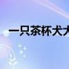 一只茶杯犬大概多少錢（價格有什么波動）
