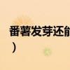 番薯發芽還能吃了嗎（番薯發芽還能不能吃了）