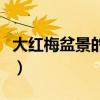 大紅梅盆景的養殖技巧（大紅梅盆景怎么養殖）