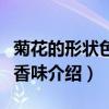 菊花的形狀色彩香味是什么（菊花的形狀色彩香味介紹）