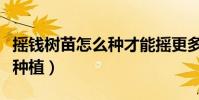 搖錢樹苗怎么種才能搖更多次(搖錢樹苗如何種植)