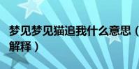 夢見夢見貓追我什么意思(夢見夢見貓追我的解釋)