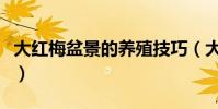 大紅梅盆景的養殖技巧(大紅梅盆景怎么養殖)