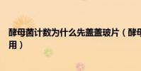 酵母菌計數為什么先蓋蓋玻片(酵母菌計數蓋玻片有什么作用)